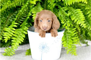 Aphra - Dachshund, Mini for sale