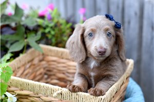 Aphra - Dachshund, Mini for sale
