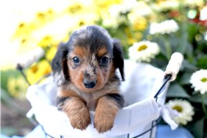 Draco - puppy for sale
