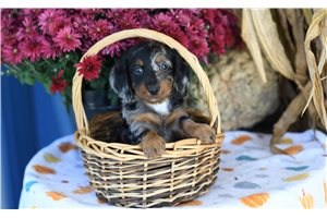 Rascal - Mini Dachshund for sale
