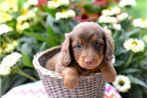 Bolt - puppy for sale