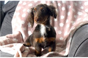 Emmett - Dachshund, Mini for sale