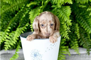 Anya - Dachshund, Mini for sale