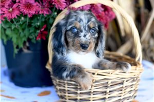 Ranger - Mini Dachshund for sale