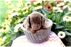 Bond - Dachshund, Mini for sale