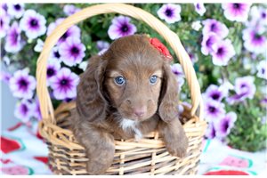 Caroline - puppy for sale