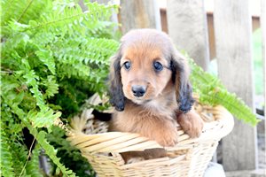 Franklin - Dachshund, Mini for sale