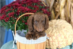 Bond - Mini Dachshund for sale