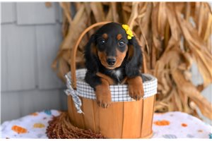 Deena - Mini Dachshund for sale