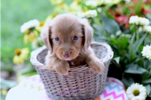Bodhi - Dachshund, Mini for sale