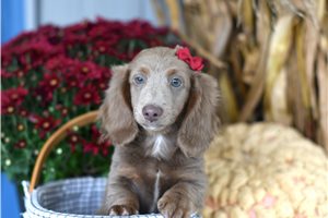 Aphra - puppy for sale