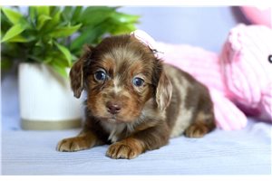 Emily - Dachshund, Mini for sale