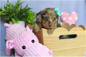 Elaine - Dachshund, Mini for sale