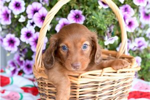 Chief - Dachshund, Mini for sale