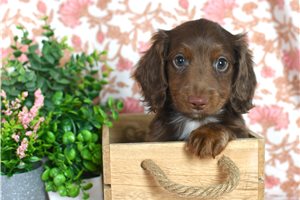 Ethan - Dachshund, Mini for sale