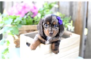Gretal - Dachshund, Tweenie for sale