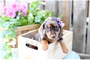 Genesis - puppy for sale