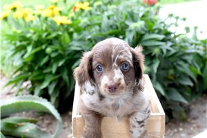 Benji - Dachshund, Mini for sale