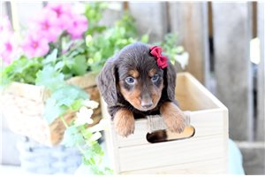 Ginger - Dachshund, Tweenie for sale