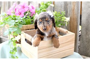 Gloria - puppy for sale