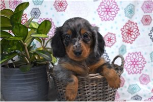 Dior - Dachshund, Tweenie for sale