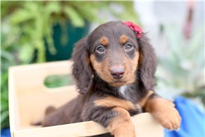 Ginger - Dachshund, Tweenie for sale