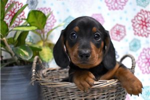 Dino - Dachshund, Tweenie for sale