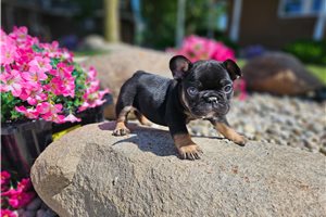 Lacy - French Bulldog for sale