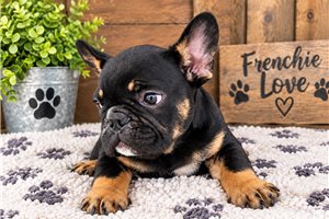 Liam - French Bulldog for sale