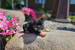 Liam - French Bulldog for sale