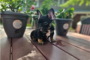 Lacy - French Bulldog for sale