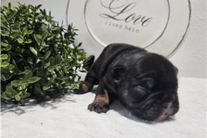 Lacy - French Bulldog for sale