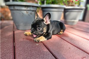 Liam - French Bulldog for sale