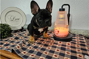 Lacy - French Bulldog for sale