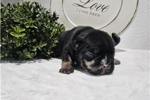 Liam - puppy for sale