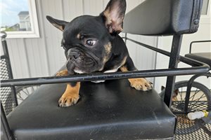 Liam - French Bulldog for sale