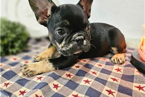 Liam - French Bulldog for sale