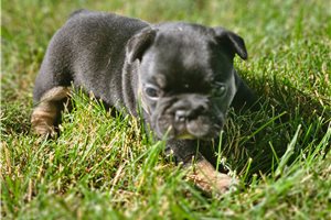 Lacy - French Bulldog for sale