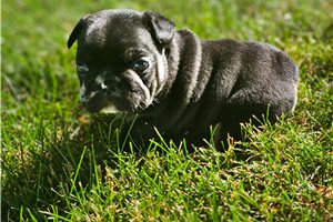 Liam - French Bulldog for sale