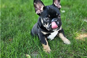 Liam - French Bulldog for sale