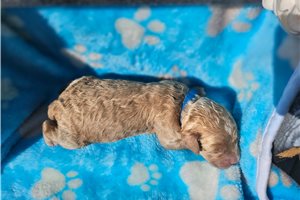 Niles - Goldendoodle, Mini for sale