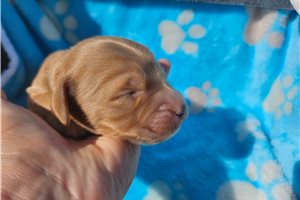 Nolan - puppy for sale