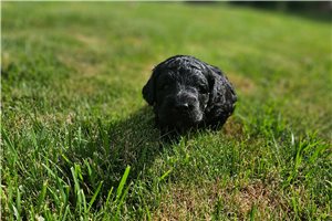 Mila - Goldendoodle for sale