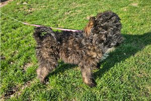 Kiah - Goldendoodle for sale