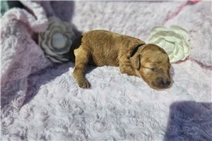 Nova - puppy for sale