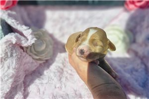 Nicole - puppy for sale