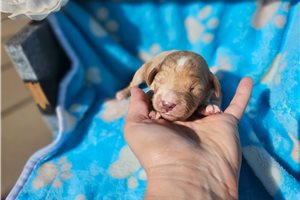 Nick - puppy for sale