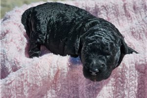 Mila - Goldendoodle for sale