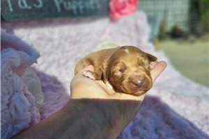 Natalie - puppy for sale