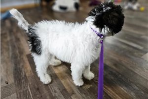 Katy - Goldendoodle for sale